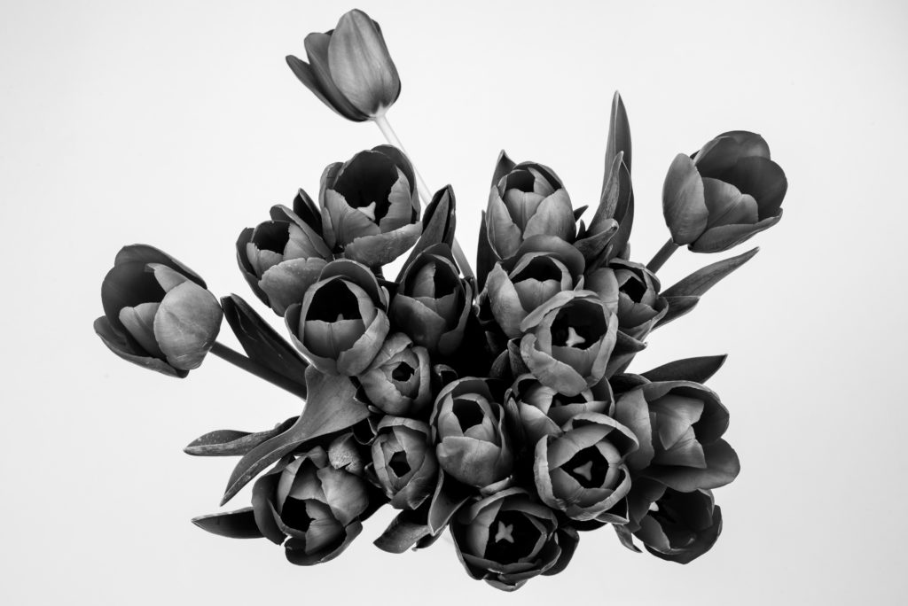 Tulips, CasiasCreations.com, 2014